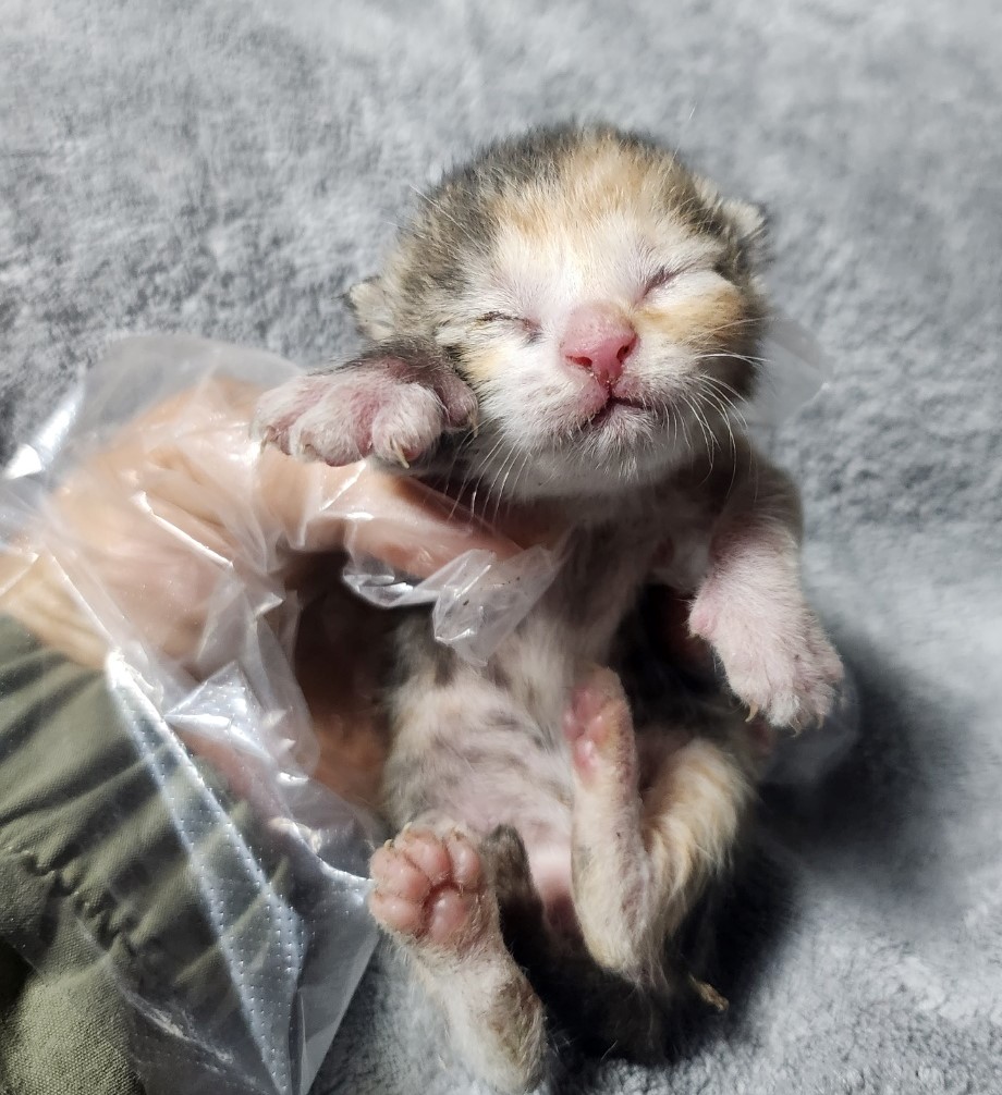 울산유기동물보호센터_431371202300223